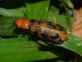 /album/coleoptera/mylarbris-variabilis-2-jpg/
